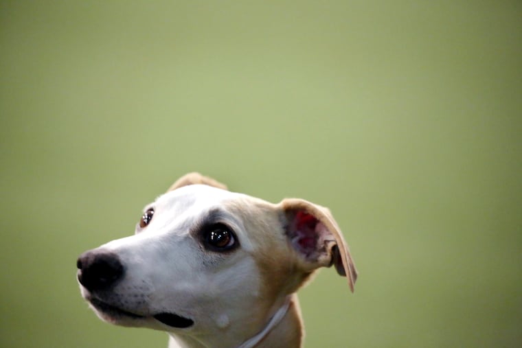 Whippet Bourbon looks at her handler in the Best of Breed event at the Westminster Kennel Club dog show on Monday, Feb. 11, 2019, in New York.