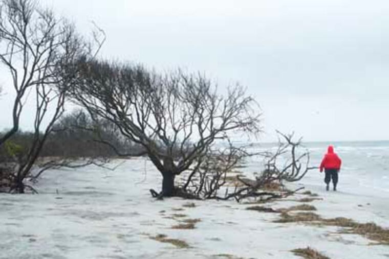 Little Beach Island, a barrier island between Holgate, LBI and Brigantine, is being eroded by the ocean at an alarming rate. Trees that once grew inland are now literally on the shore, dunes are decimated and the erosion is ever present. (ED HILLE / Staff Photographer)