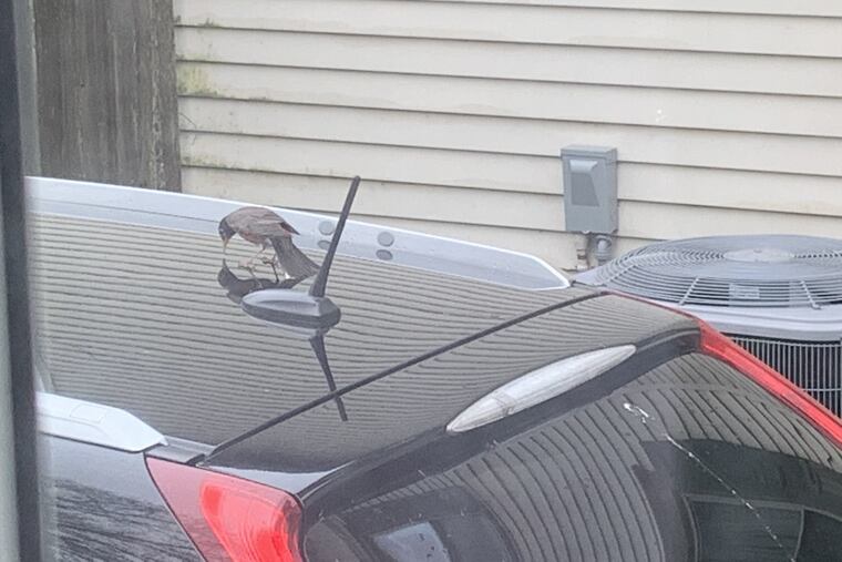 A robin, believing it's attacking a rival, pecks away at its reflection in the car belonging to the writer's wife.