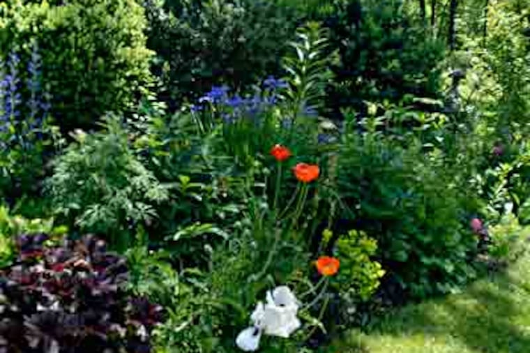 Visitors to Robert Goodwin's home in Upper Makefield this weekend will get to see this garden. (Ron Tarver / Inquirer)