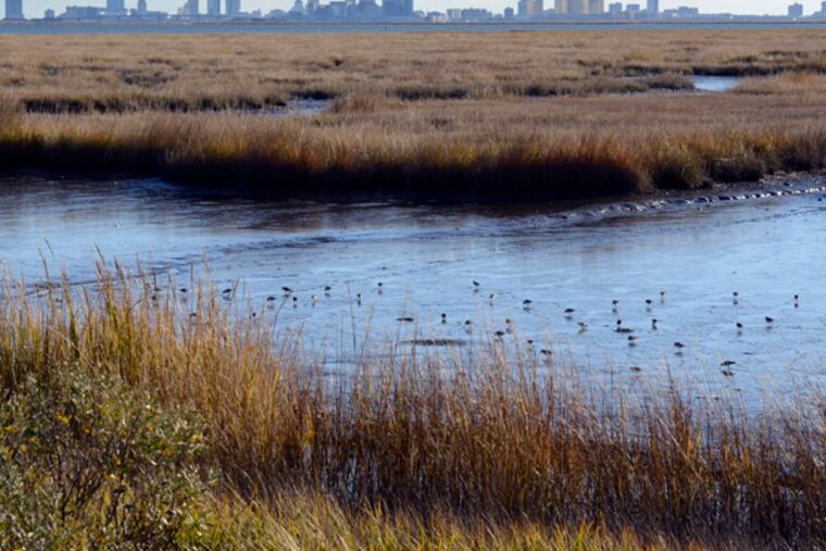 The view of the Atlantic City skyline from Wildlife Drive, a popular eight-mile stretch of road through the Edwin B. Forsythe National Wildlife Refuge Nov. 20, 2013. When Superstorm Sandy barreled into New Jersey, its flood waters carried parts of houses, docks and debris into the refuge along the Jersey Shore. But after millions of dollars of federal clean-up funds, the 47,000-acre wildlife habit has made a great comeback. This area of the refuge has been open since April. (TOM GRALISH / Staff Photographer)