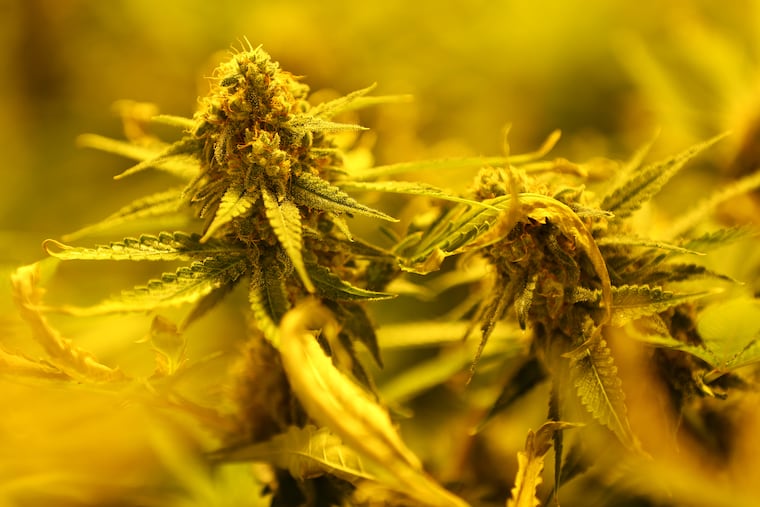 Marijuana plants in the flowering stage.