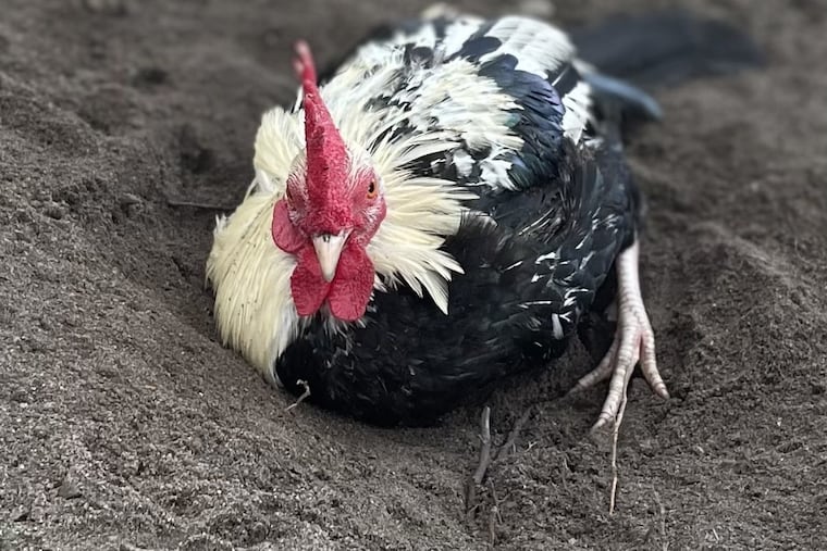 Squiggy the rooster has gone missing from the Funny Farm Rescue in Mays Landing. There is a $1,200 reward for his return.