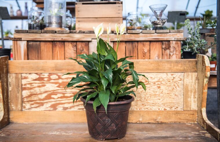 The 10 air-purifying indoor plants that are easiest to keep alive