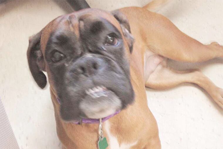 It looks like Nikita, a boxer mix, is smiling for the camera.