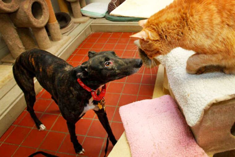 A rescued greyhound and a cat
