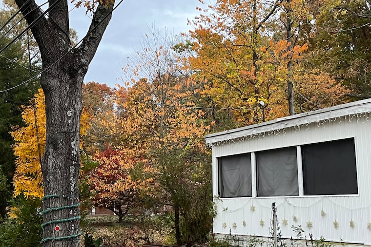 A tree in front of an Elk Township, Gloucester County, house from which a life-like Black doll was found hanging with a noose around its neck on Sunday.