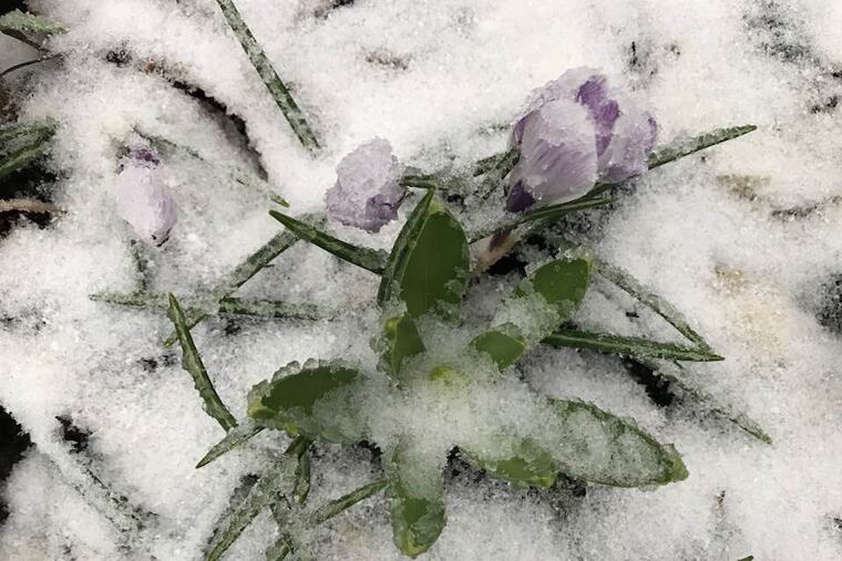 Snow covers a crocus in Villanova on April 2.