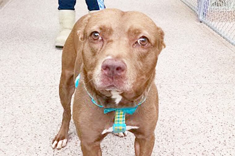 The Daily News Pet of the Week is Cocoa, an 8-year-old red female pitbull terrier at the Pennsylvania SPCA.