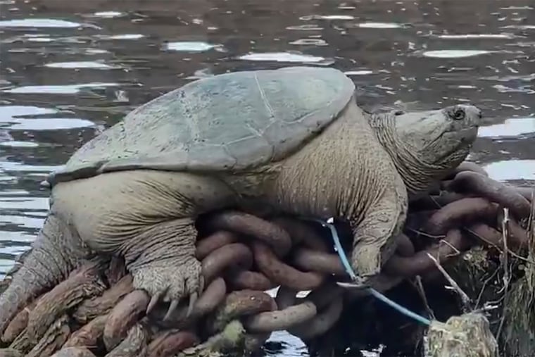 A snapping turtle relaxes along a Chicago River. Footage of the plump snapping turtle relaxing along a Chicago waterway has gone viral after Joey Santore, who filmed the well-fed reptile, marveled at its size and nicknamed it “Chonkosaurus."