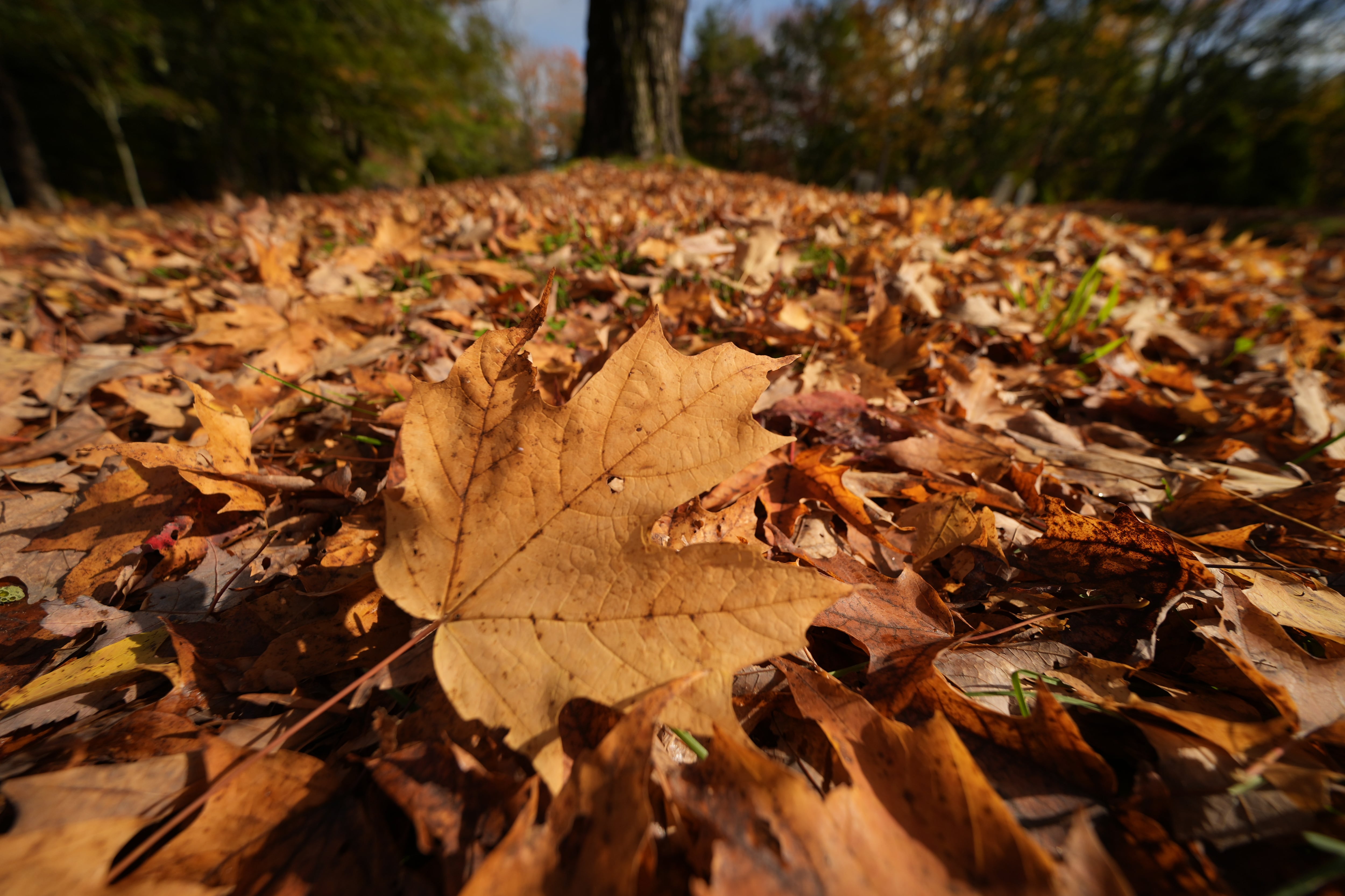 New England's Fall Foliage Peaks Early This Year as Leaf Season Spreads Unevenly Across the Country