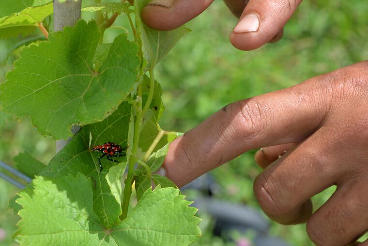 A spotted lanternfly in the nymph stage settles on the young vines at Setter Ridge Vineyards outside Kutztown.