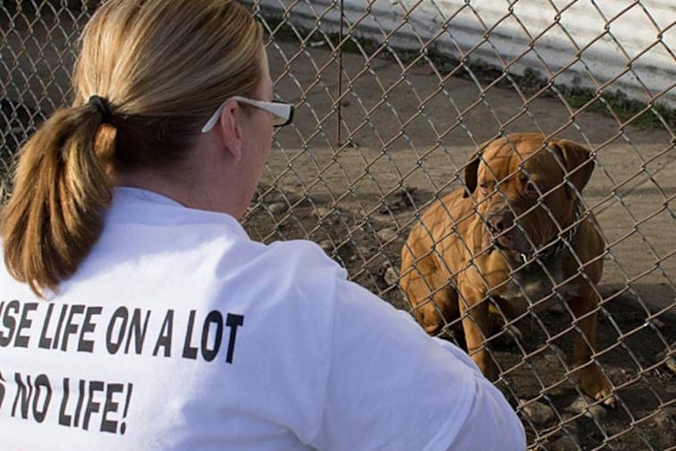 A volunteer feeds Bunnah, a guard dog outside Auto Auction Center in Northeast Philly. (Courtney Marabella/Staff)