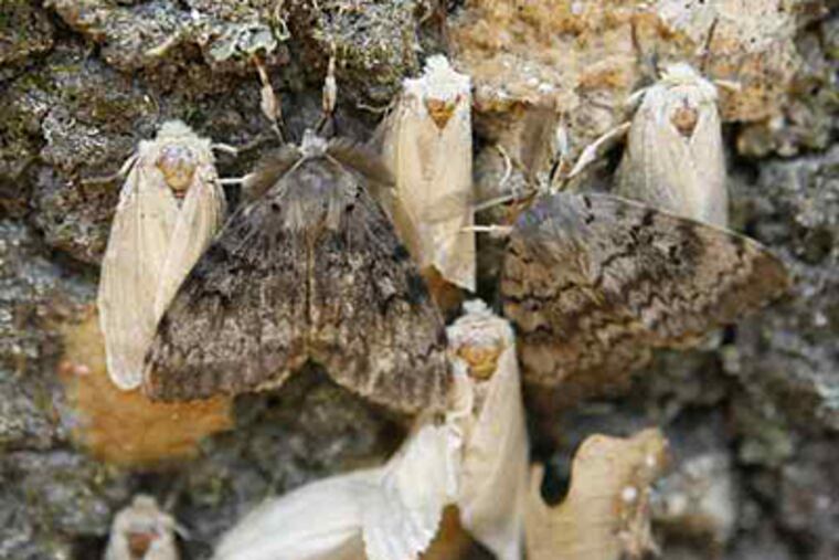 File art of a 2.5-acre lot in Medford plagued by gypsy moths that stripped clean some 200 trees. (Charles Fox / Inquirer)