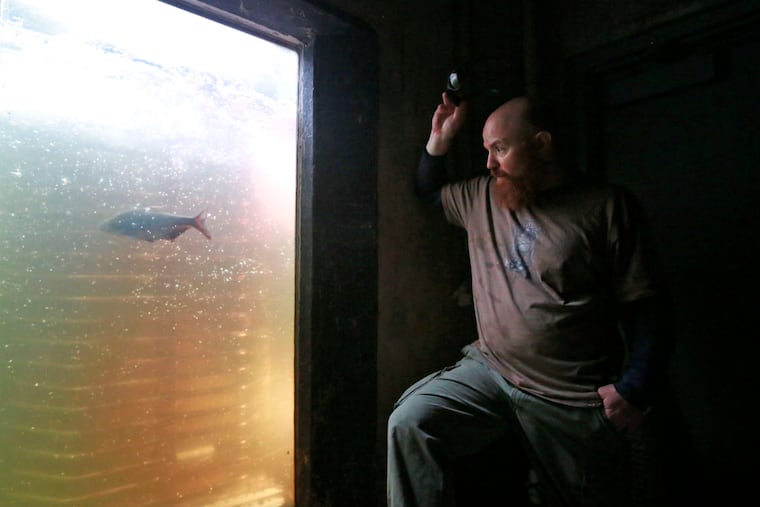 File: Joe Perillo, an aquatic biologist for the Philadelphia Water Department who runs the Fairmount Fish Ladder on the Schuylkill, watches a gizzard shad pass by an observation window.