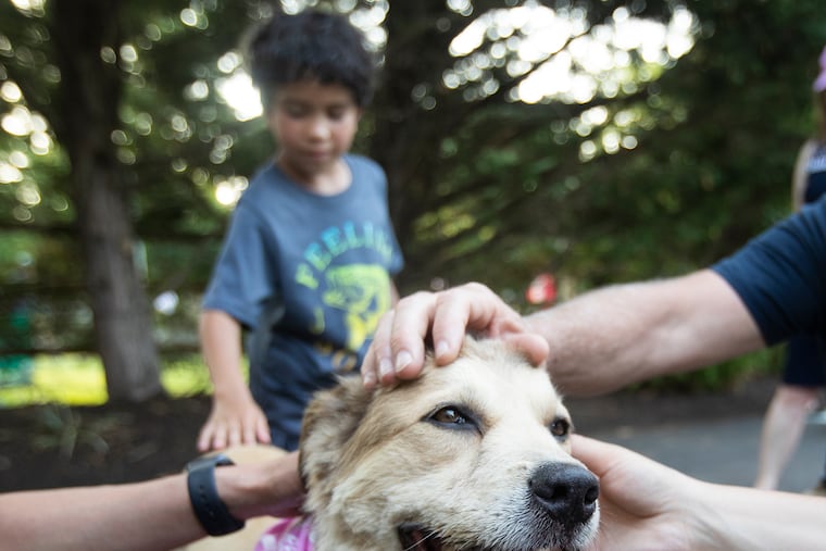 Tom Turcich walked around the world with his dog, Savannah, for seven years. Here, Savannah attracts affectionate fans on May 21, 2022, the day the duo finished their journey and returned home.