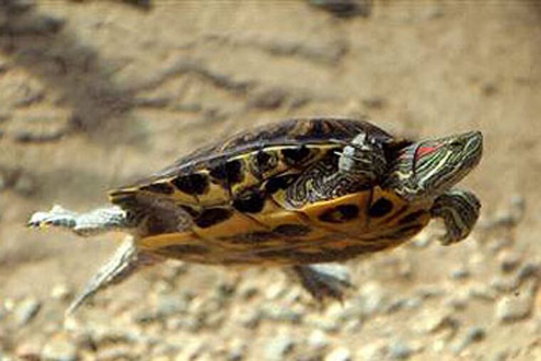 Public Enemy No. 1: A red-eared slider turtle. (Associated Press)