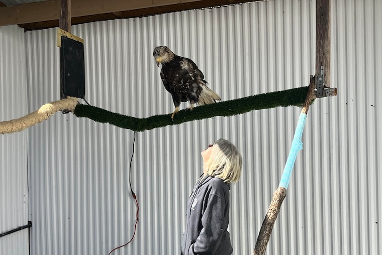 Susan Downing, an executive director at the Pocono Wildlife Rehabilitation and Education Center in Stroudsburg, stands beneath Aegis, a bald eagle missing a wing after an injury.
