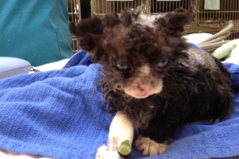 This kitten was deliberately set aflame in Kensington, the PSPCA says. (Photo: PSPCA)
