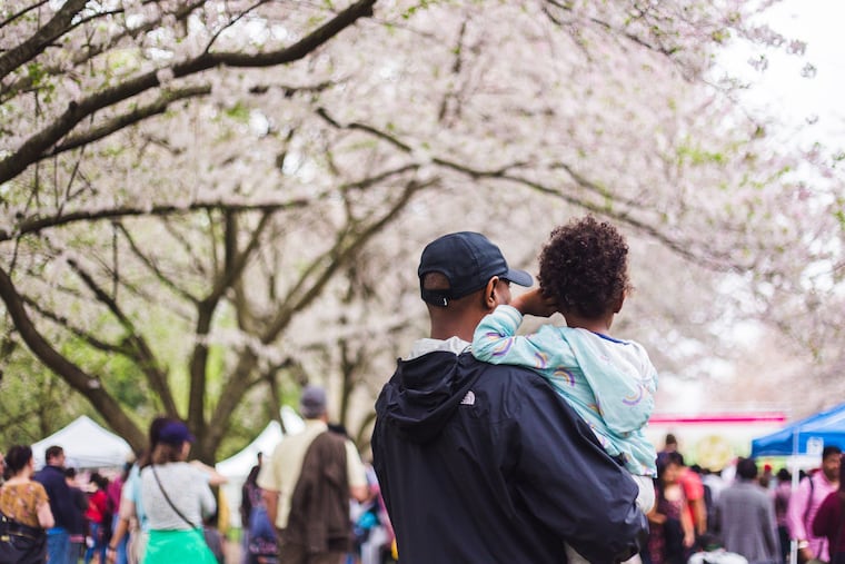 The Shofuso Cherry Blossom Festival takes place in West Fairmount Park the evenings of April 8 and 9 and the day of April 10, 2022.