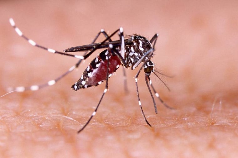 Can a mosquito spread COVID-19? Experts say there's no evidence to suggest that's possible.