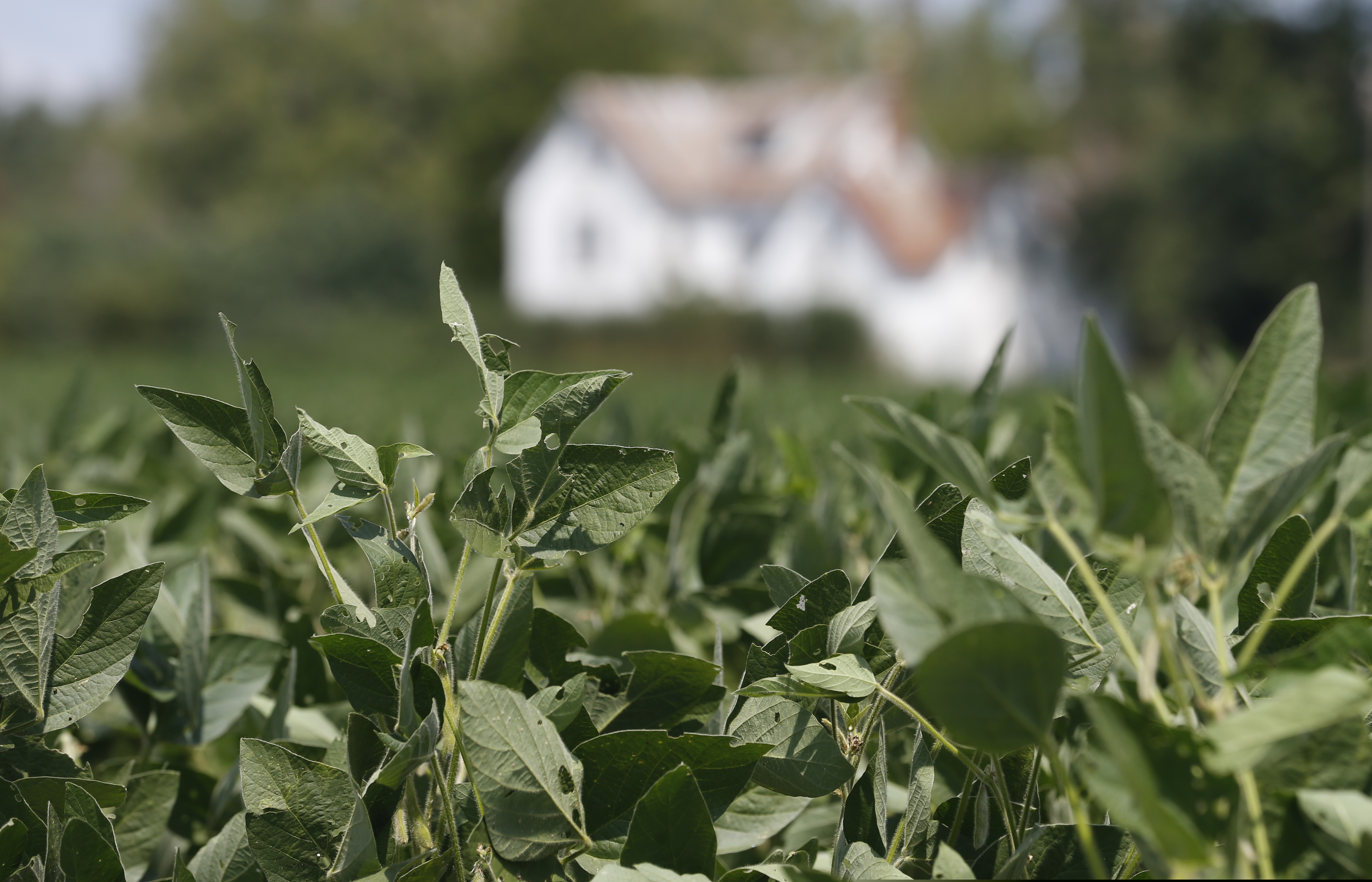 Soybean plants in a field in Virginia. Farmers who have yet to apply for government aid in response to China's retaliatory tariffs on soybeans will have to wait for the government to reopen in order to do so.