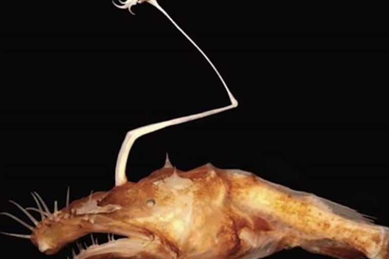 Lasiognathus dinema.