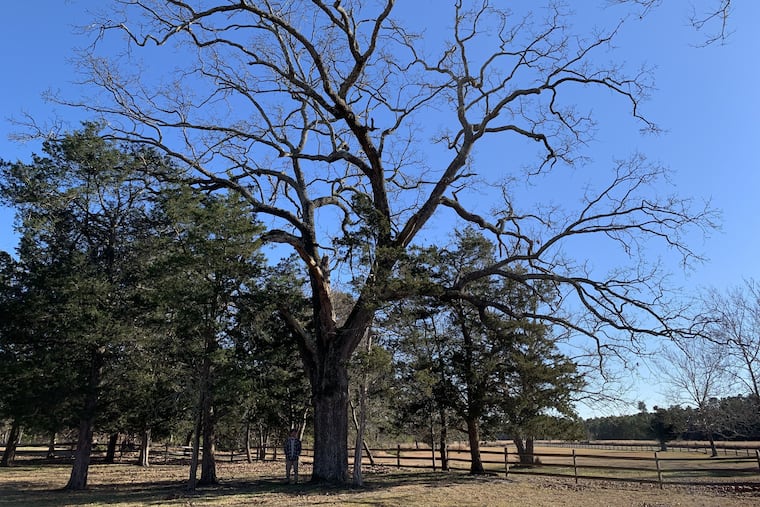 Stockton University student Patrick Slane next to what's been confirmed as the champion post oak in New Jersey, discovered by Matthew Olson, assistant professor of Environmental Science at Stockton and his students.