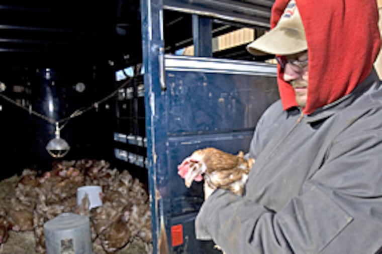 Daryl Wampler, resident farmer at Fox Chase Farm and an employee of the Philadelphia School District, holds one of the chickens recovered from Northeast High School. (Ed Hille/The Inquirer)