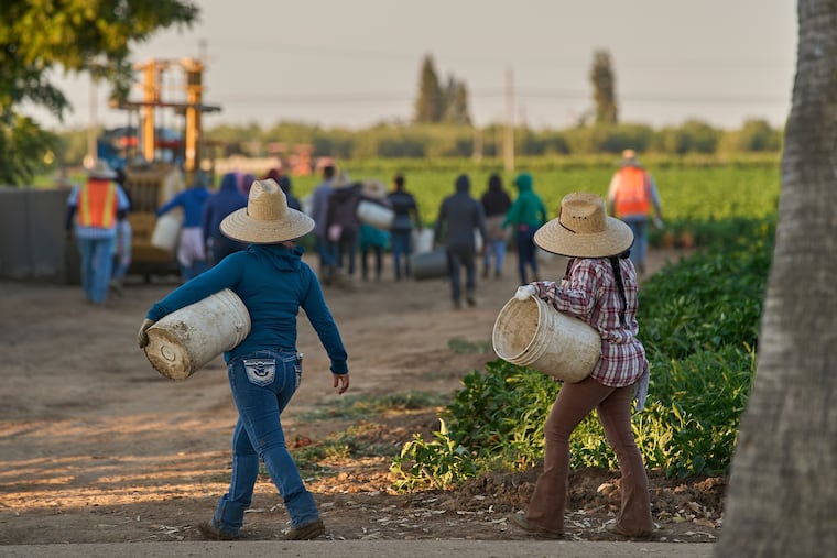 Migrant farmworkers head to pick crops on an early morning in Fresno, Calif.
