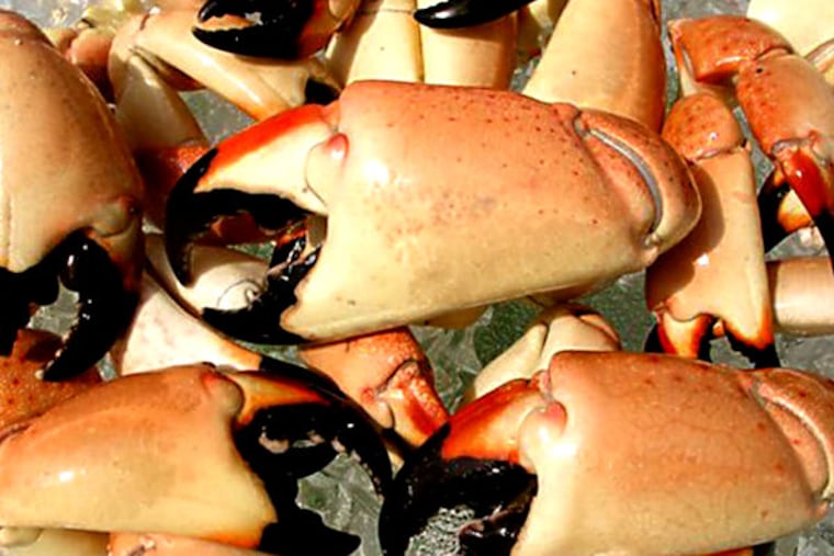 Chain Gang doesn't usually splurge on swanky steak houses, but when Del Frisco's offered us an opportunity to taste their famous stone crab claws, available only between October and May, we had to take the plunge.