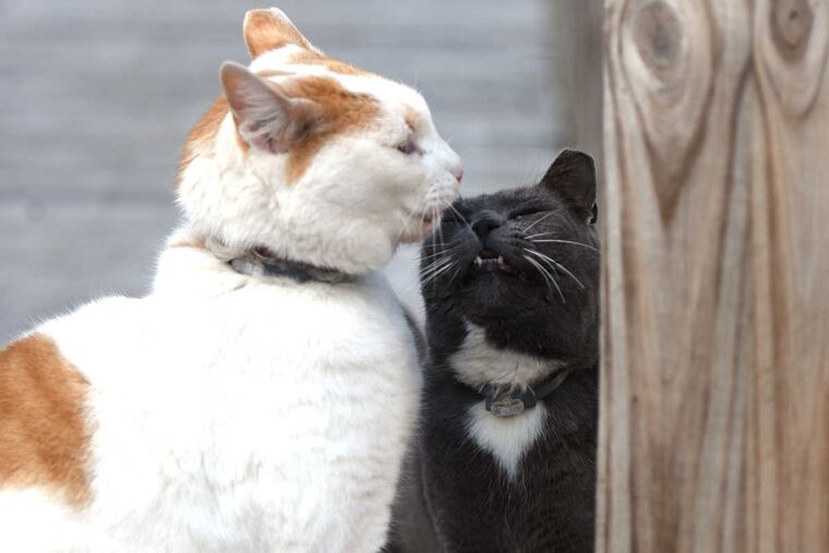 "Captain" (left) and "Monster" are two of three barn cats at Little Croft Farm.