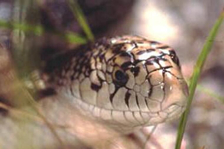 Cameras near A.C. Expressway to study area snakes
