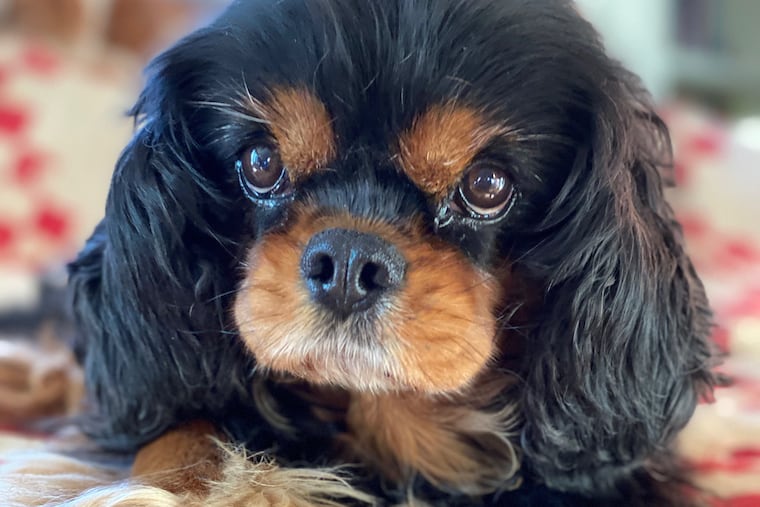 Little Tony, Lisa Scottoline's dog.