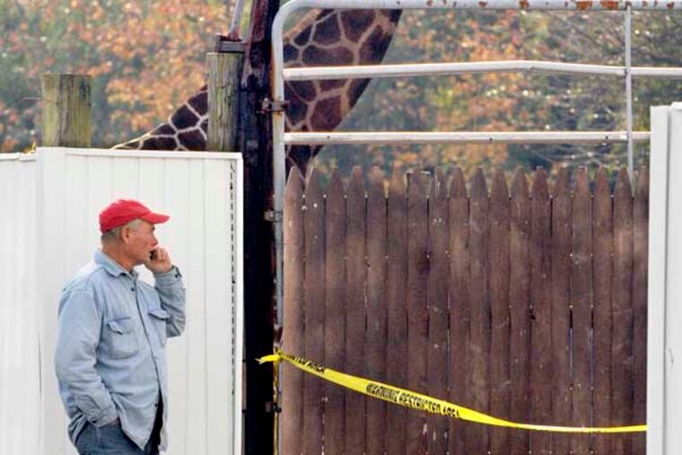 Burton Sipp (cq) owner of the Animal Kingdom Zoo surveys scene of overnight fire October 31, 2011, that killed a baby giraffe, as well as birds and some dogs. ( TOM GRALISH / Staff Photographer ) EDITORS NOTE: 125540 JANIMAL01aTG Mon 10/31/2011 Location: Animal Kingdom in 1800 Jobstown-Jacksonville Rd in Jobstown, Burlington NJ Story: JANIMAL01 / React after late night 3-alarm-fire at animal kingdom. The fire broke out shortly before 9 p.m.