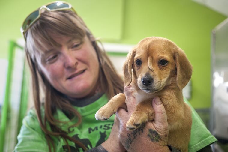 Mac's Mission animal rescue founder Rochelle Steffen holds a 10-week-old golden retriever puppy with a small tail growing between his eyes, dubbed "Narwhal," Wednesday in Jackson, Mo. The puppy's condition has led to widespread online notoriety and, Steffen said, a flood of adoption offers.