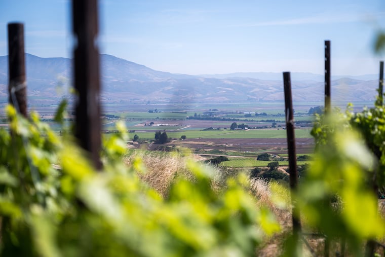 A view of vineyards in California.