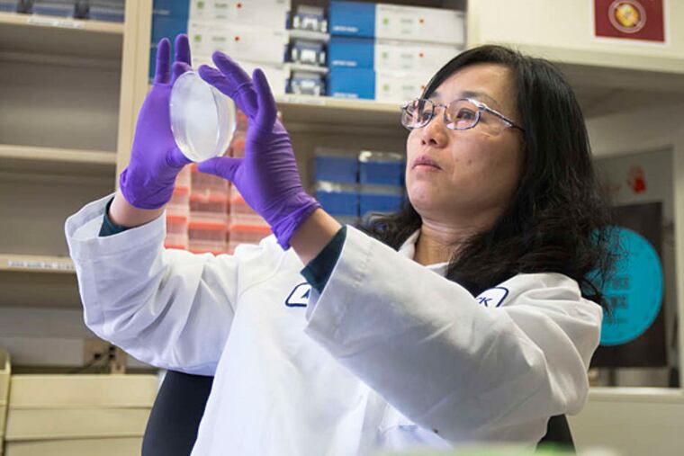 A Merck researcher in West Point. Merck is tying its hopes to drugs for cancer and hepatitis C. (AP/File)