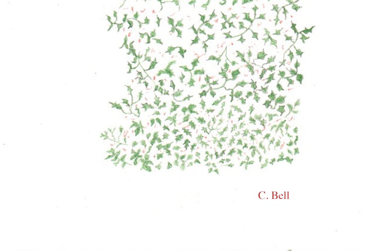 Cei Bell's illustration, from memory, of the beloved holly tree that lived on her West Oak Lane corner for decades. Recently, new owners cut it down.