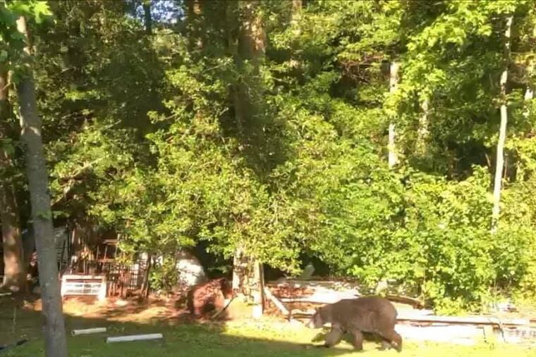 The Elk Township, Gloucester County, police department posted on its Facebook page that there was a bear sighting on Saturday. Residents in neighboring towns have also said they've seen what they believed to be the same bear.