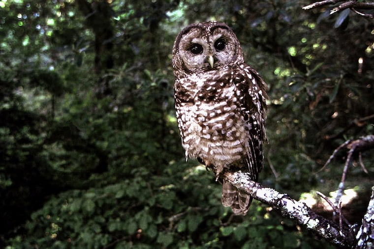 A Northern Spotted owl sits on a branch in Point Reyes, Calif.