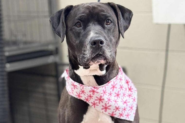 Sienna, a 3-year-old lab and pit bull mix, alerted a man that he was about to have a seizure at an adoption event on June 7.