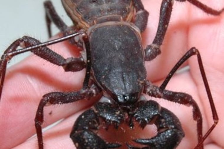 A vinegarroon, also known as a whip scorpion. More than 50 species of live insects will be on display at Bug Fest.
