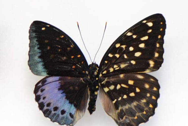 This butterfly is half-male and half-female. (Clem Murray/Staff Photographer)