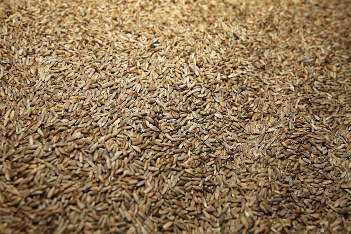 Alpine Rye Pennsylvania rye used to be famous. Can an old rye varietal restore its ...