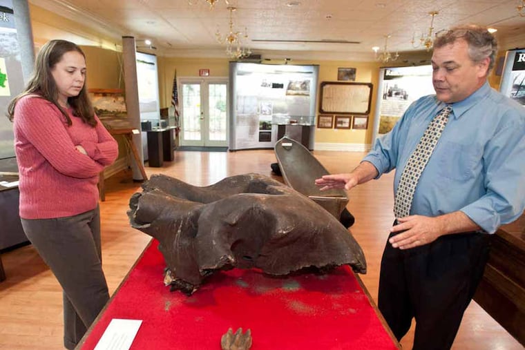 Marisa Bozarth and Eric Orange, curators of an exhibit on the history and topography of the Rancocas Creek at the Burlington County Historical Society look over a mastodon skull which highlights the exhibit. ( RON TARVER / Staff Photographer )