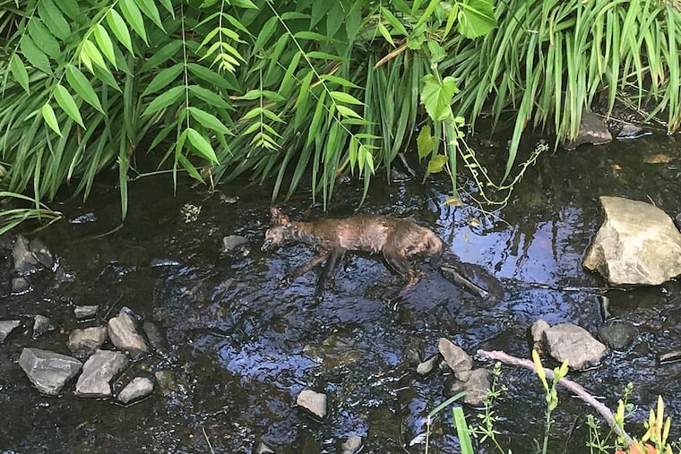A fox that authorities say was killed by an intentional fuel spill June 11, at a Brookhaven, Pa., gas station. A man who was driving a fuel delivery truck has been charged criminally in the case.