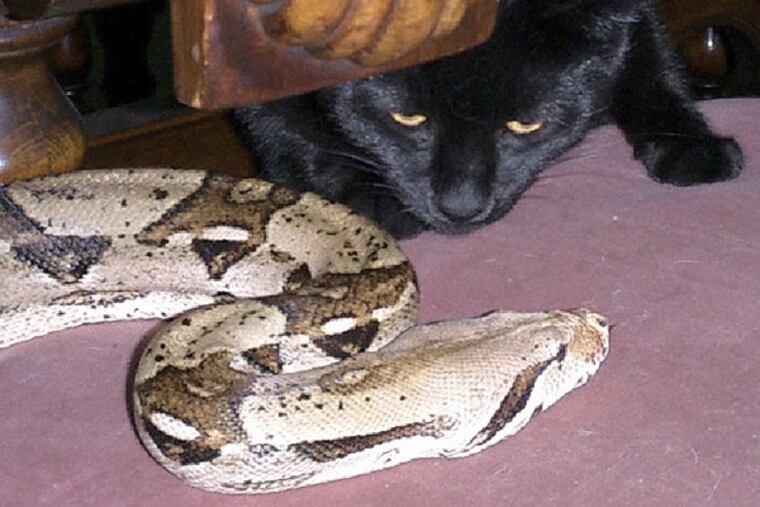 "Snakie," a seven-foot, pet boa constrictor belonging to Swarthmore veterinarian David Spiegel, has been missing since Sunday.