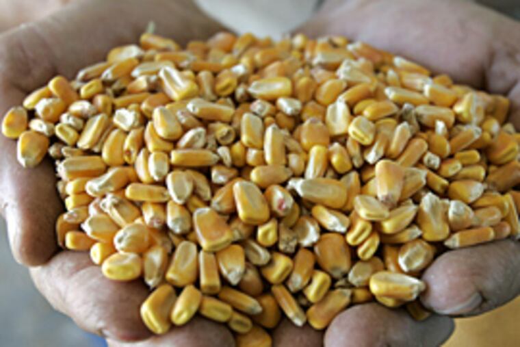 Corn before processing for ethanol. Livestock producers say demand for ethanol fuels high prices.