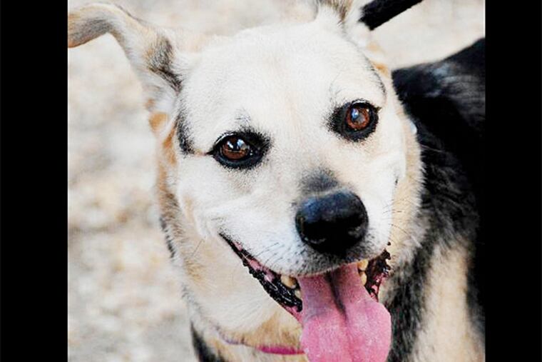 The Daily News Pet of the Week is Bandit, a 6-to-10-year-old German shepherd mix at the Philadelphia Animal Welfare Society.